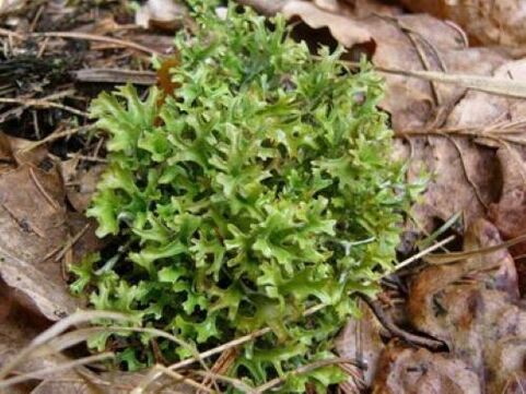 Cetraria causata da parassiti nel corpo