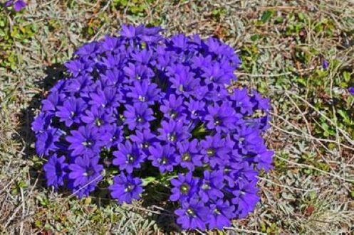 Febbre radice di parassiti nel corpo