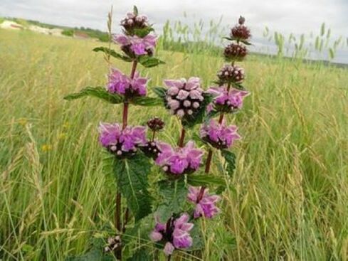Pianta del minerale di ferro dai parassiti nel corpo