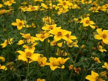 un certo numero di parassiti nel corpo