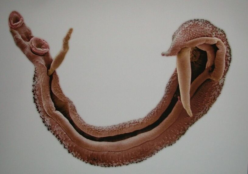 Gli schistosomi sono un pericoloso parassita nel sangue umano