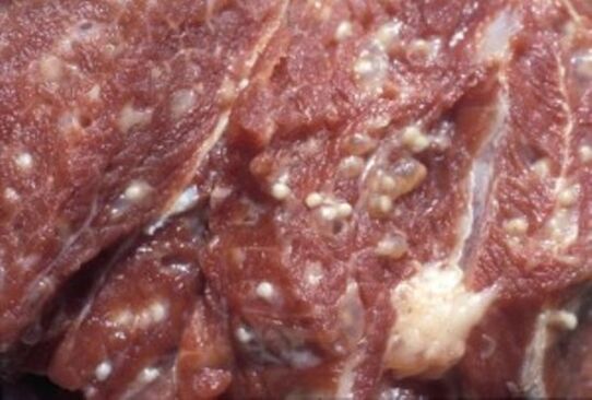 Carne contaminata da trichinella - parassiti pericolosi